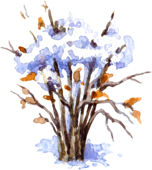 Winter Watercolor Bush