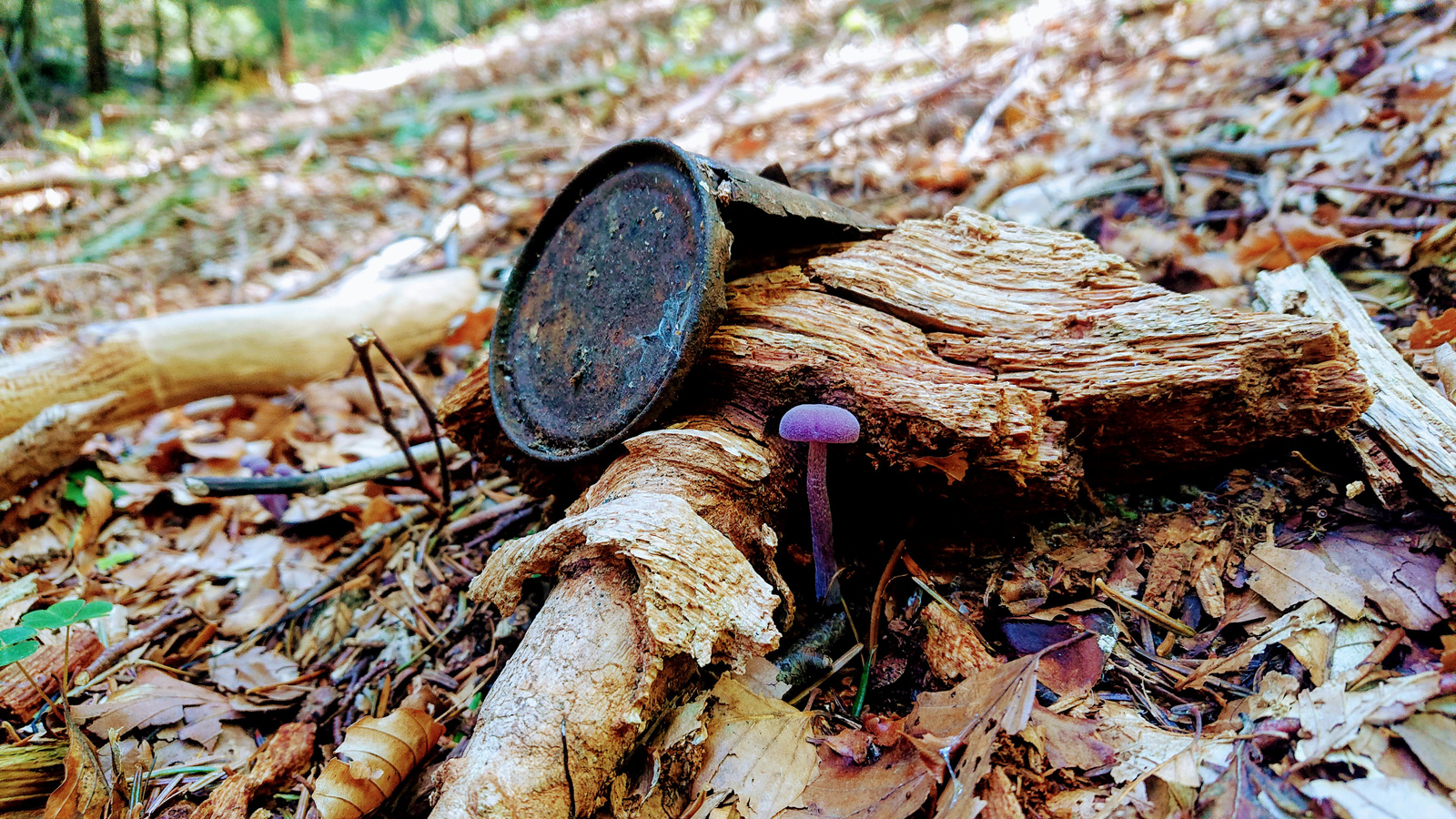 Mushroom violet