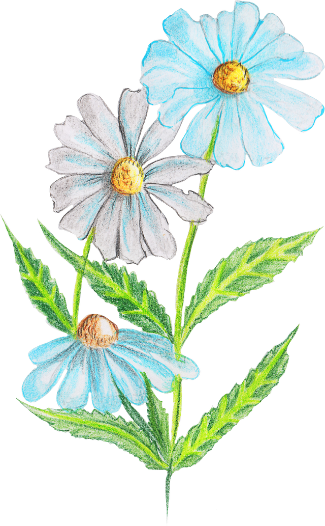 Hand Drawing a Watercolor Chamomile