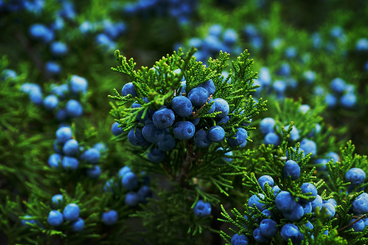 Ripe berries on a juniper bush.