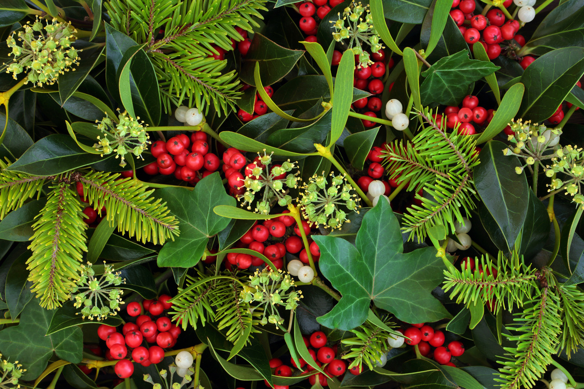 Winter Holly Ivy and Mistletoe Background